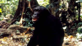 Episode 11 Jane Goodall's Wild Chimpanzees