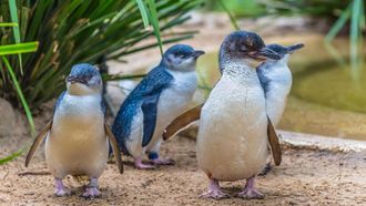 Episode 8 Penguins: Meet the Family