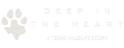 Deep in the Heart: A Texas Wildlife Story logo