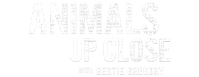Animals Up Close with Bertie Gregory logo