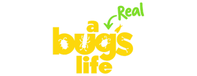 A Real Bug's Life logo