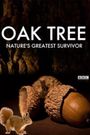 Oak Tree: Nature's Greatest Survivor