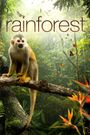 The Secret Life of the Rainforest