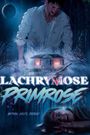 Lachrymose Primrose