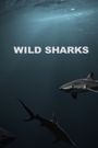 Wild Sharks