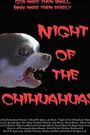 Night of the Chihuahuas